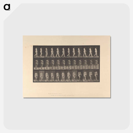 アートポストカード-Naked Woman Walking
 - エドワード マイブリッジ Postcard.