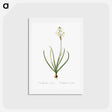 アートポストカード-Arabian starflower illustration - ピエール ジョゼフ ルドゥーテ Postcard.