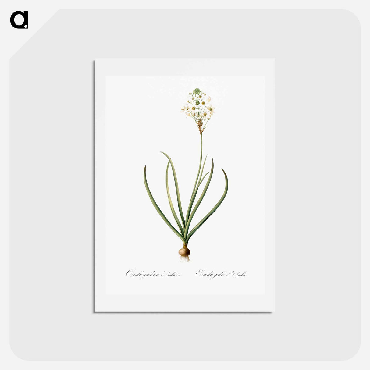 アートポストカード-Arabian starflower illustration - ピエール ジョゼフ ルドゥーテ Postcard.