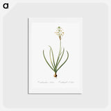 アートポストカード-Arabian starflower illustration - ピエール ジョゼフ ルドゥーテ Postcard.