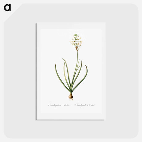 アートポストカード-Arabian starflower illustration - ピエール ジョゼフ ルドゥーテ Postcard.