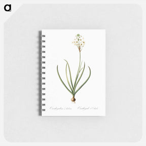 アートメモ帳-Arabian starflower illustration - ピエール ジョゼフ ルドゥーテ Memo.