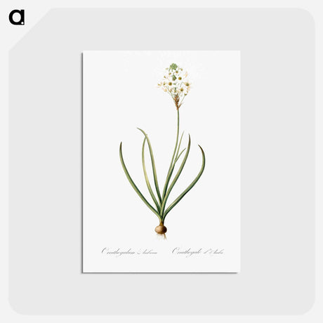 アートポストカード-Arabian starflower illustration - ピエール ジョゼフ ルドゥーテ Postcard.