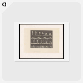 アートポストカード-Nude Descending
 - エドワード マイブリッジ Postcard.