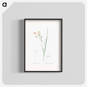 アートポスター-Long-tubed painted lady illustration - ピエール ジョゼフ ルドゥーテ Poster.