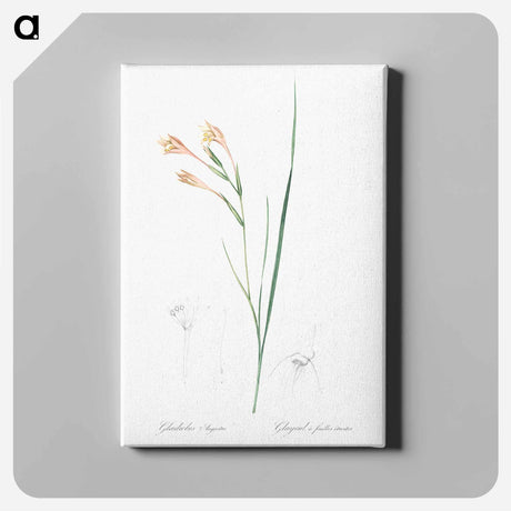 アートパネル-Long-tubed painted lady illustration - ピエール ジョゼフ ルドゥーテ Canvas.