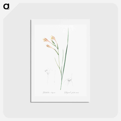 アートポストカード-Long-tubed painted lady illustration - ピエール ジョゼフ ルドゥーテ Postcard.