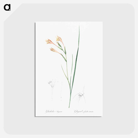 アートポストカード-Long-tubed painted lady illustration - ピエール ジョゼフ ルドゥーテ Postcard.