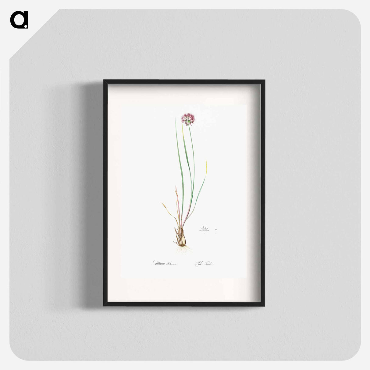 Allium foliosum illustration - ピエール ジョゼフ ルドゥーテ Poster.