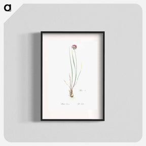 アートポスター-Allium foliosum illustration - ピエール ジョゼフ ルドゥーテ Poster.