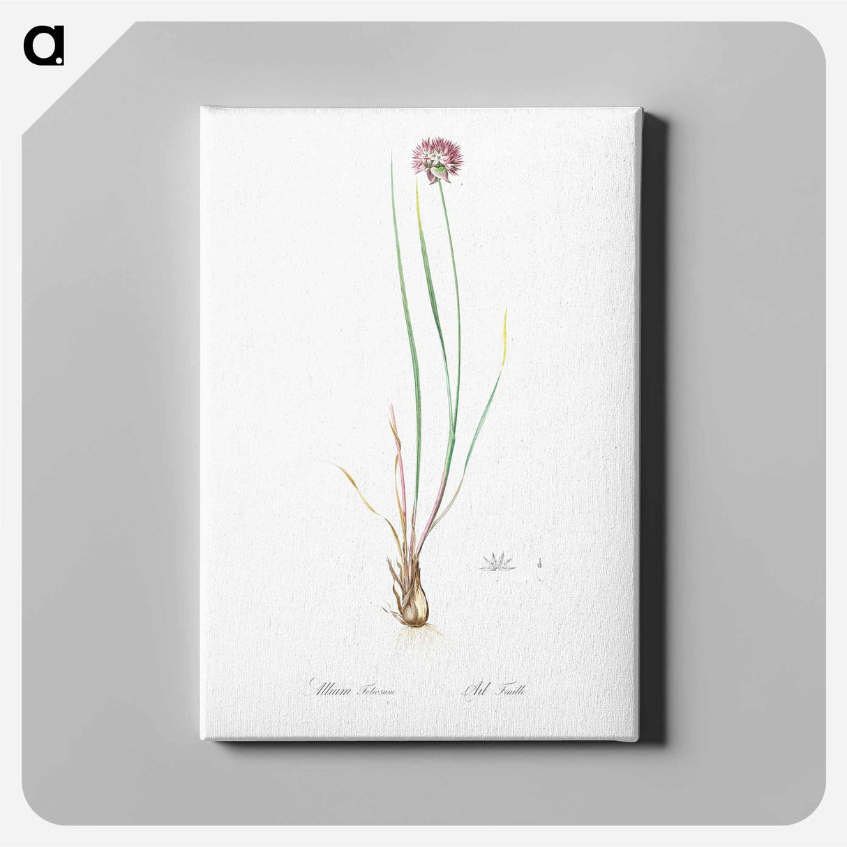 アートパネル-Allium foliosum illustration - ピエール ジョゼフ ルドゥーテ Canvas.