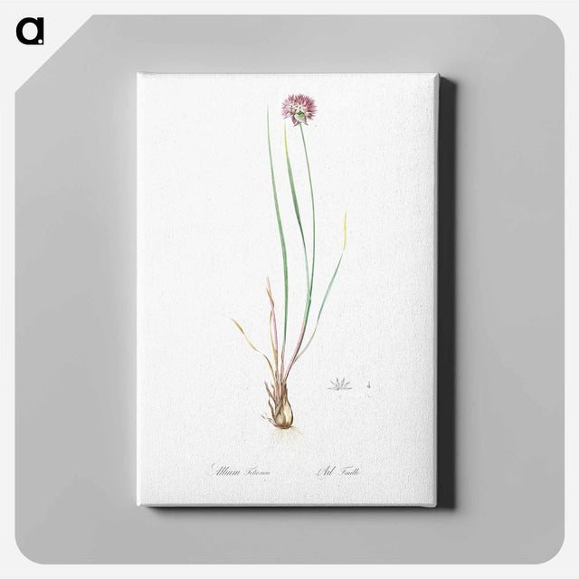 アートパネル-Allium foliosum illustration - ピエール ジョゼフ ルドゥーテ Canvas.