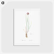 アートポストカード-Allium foliosum illustration - ピエール ジョゼフ ルドゥーテ Postcard.