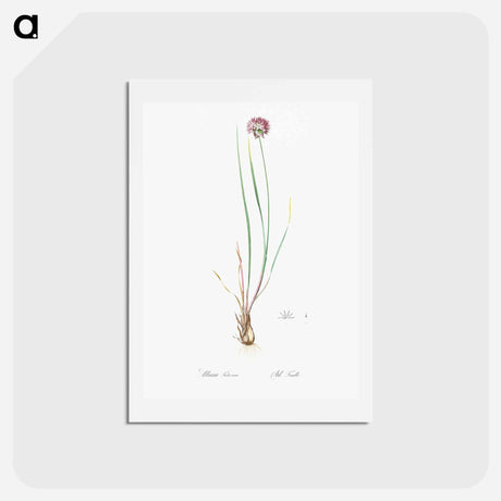 アートポストカード-Allium foliosum illustration - ピエール ジョゼフ ルドゥーテ Postcard.