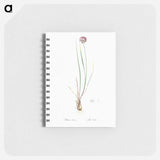 Allium foliosum illustration - ピエール ジョゼフ ルドゥーテ Memo.