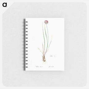 アートメモ帳-Allium foliosum illustration - ピエール ジョゼフ ルドゥーテ Memo.