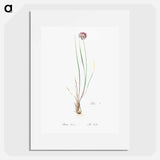 Allium foliosum illustration - ピエール ジョゼフ ルドゥーテ Poster.