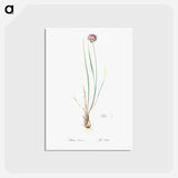 アートポストカード-Allium foliosum illustration - ピエール ジョゼフ ルドゥーテ Postcard.