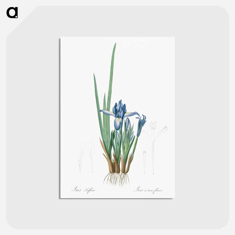 アートポストカード-Milky iris illustration - ピエール ジョゼフ ルドゥーテ Postcard.