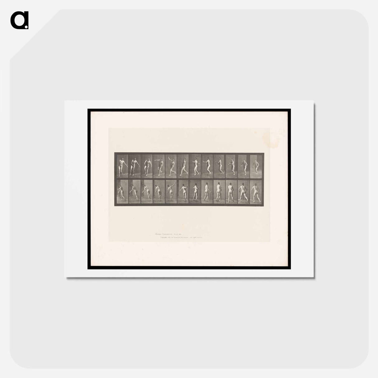 アートポストカード-The Throw
 - エドワード マイブリッジ Postcard.