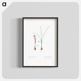 Atamasco lily illustration - Pierre Joseph Redouté Poster.