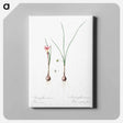 アートパネル-Atamasco lily illustration - ピエール ジョゼフ ルドゥーテ Canvas.