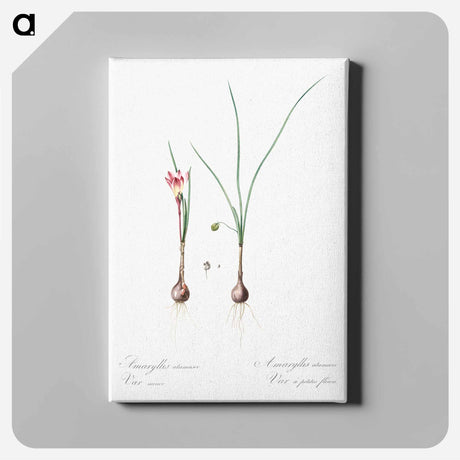 アートパネル-Atamasco lily illustration - ピエール ジョゼフ ルドゥーテ Canvas.