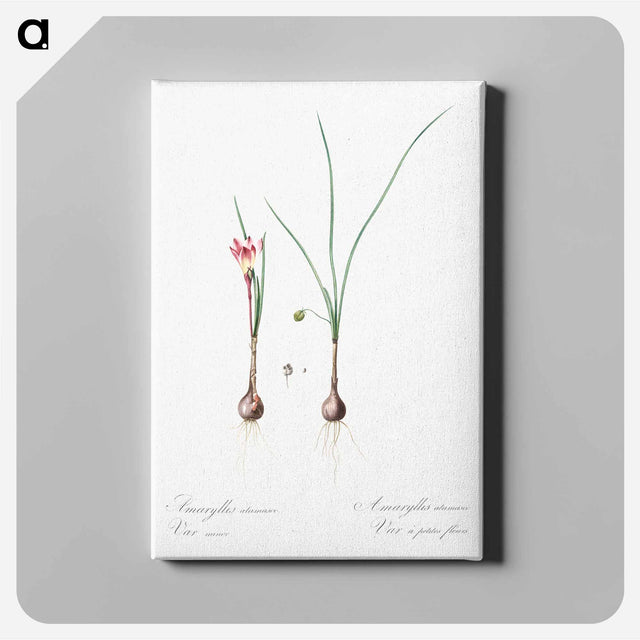 アートパネル-Atamasco lily illustration - ピエール ジョゼフ ルドゥーテ Canvas.