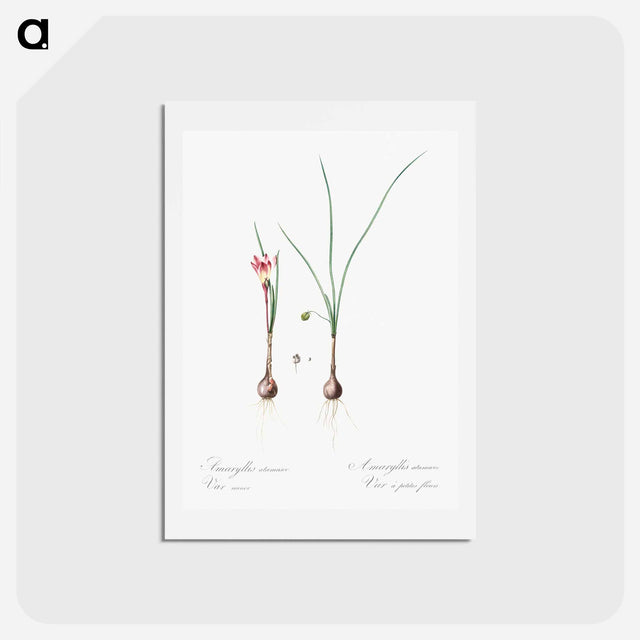 アートポストカード-Atamasco lily illustration - ピエール ジョゼフ ルドゥーテ Postcard.