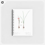 Atamasco lily illustration - ピエール ジョゼフ ルドゥーテ Memo.