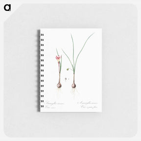 アートメモ帳-Atamasco lily illustration - ピエール ジョゼフ ルドゥーテ Memo.