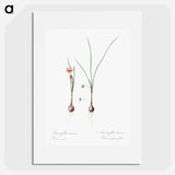Atamasco lily illustration - Pierre Joseph Redouté Poster.