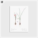 アートポストカード-Atamasco lily illustration - ピエール ジョゼフ ルドゥーテ Postcard.