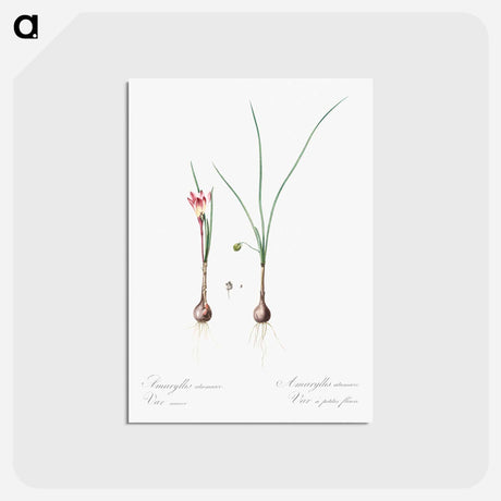 アートポストカード-Atamasco lily illustration - ピエール ジョゼフ ルドゥーテ Postcard.