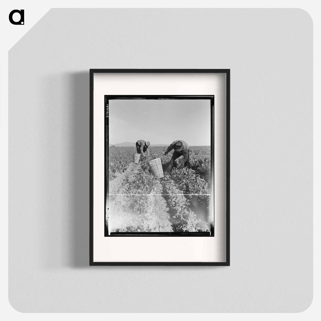 Pea pickers near Calipatria, California - Dorothea Lange Poster.