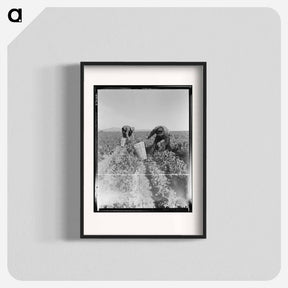 アートポスター-Pea pickers near Calipatria, California - ドロテア ラング Poster.
