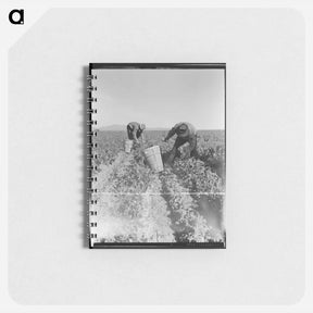 アートメモ帳-Pea pickers near Calipatria, California - ドロテア ラング Memo.