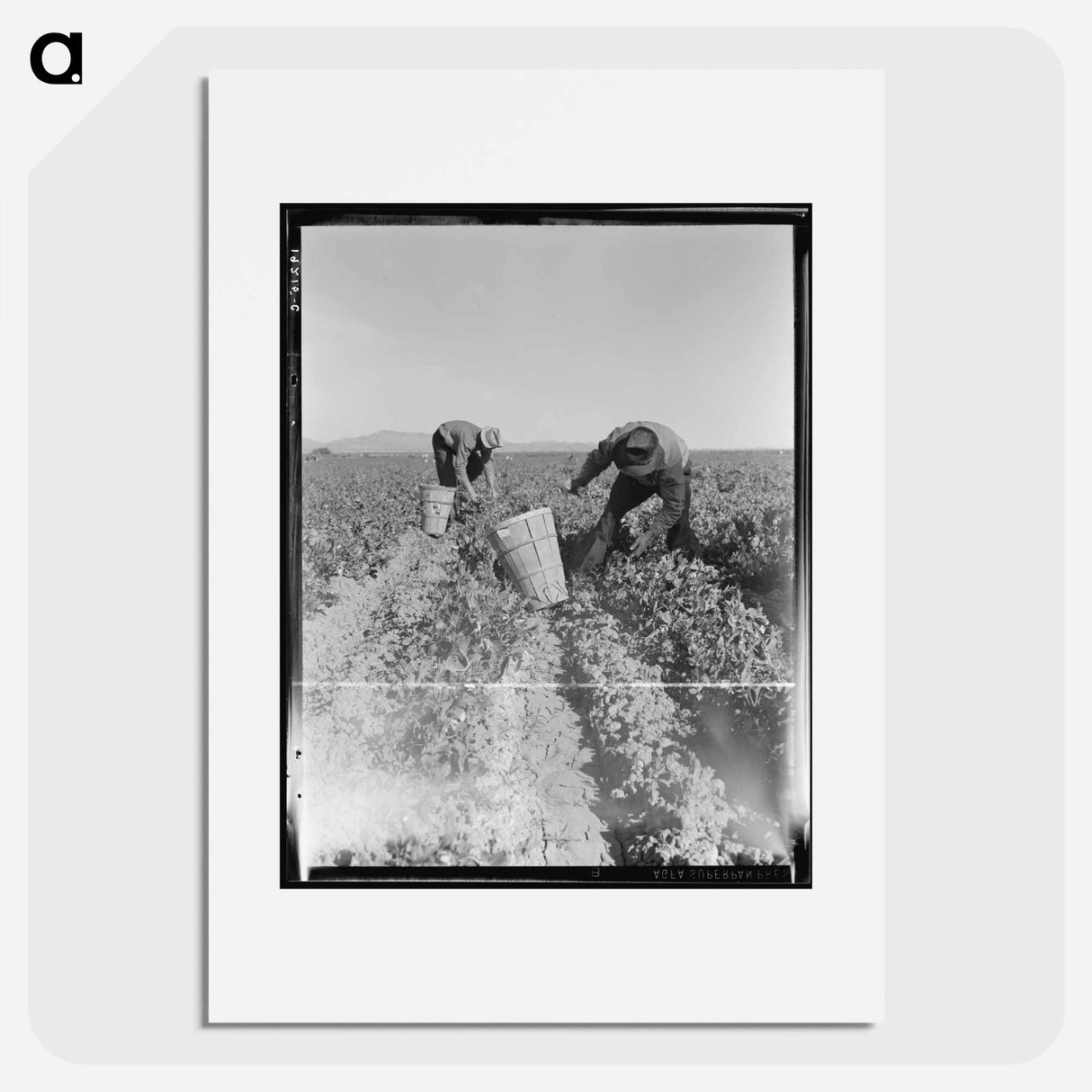 Pea pickers near Calipatria, California - Dorothea Lange Poster.