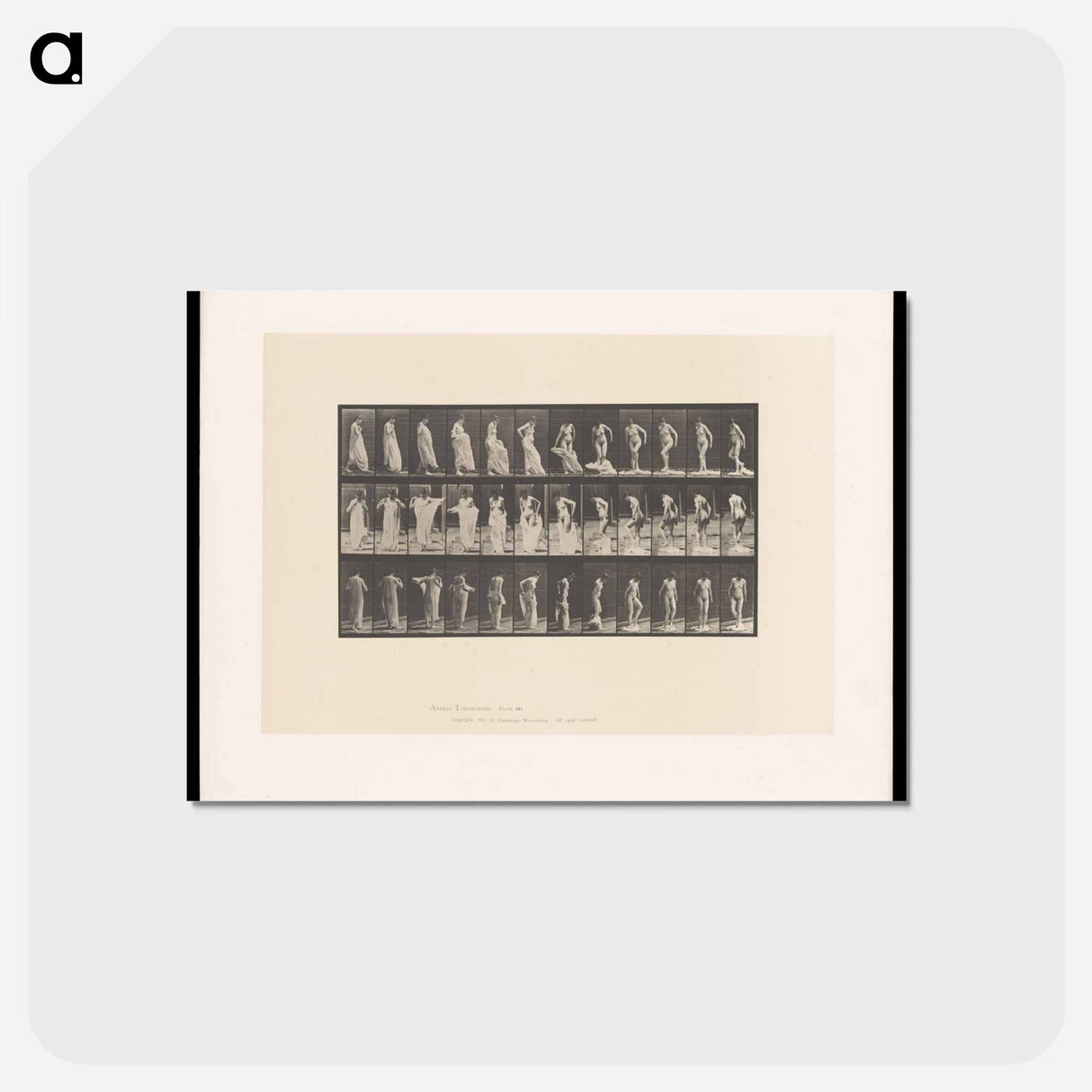 アートポストカード-Undressing
 - エドワード マイブリッジ Postcard.