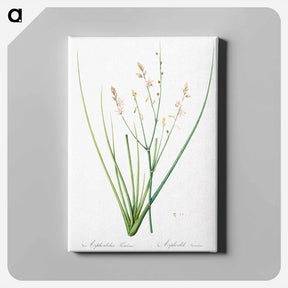 アートパネル-Asphodelus fistulosus illustration - ピエール ジョゼフ ルドゥーテ Canvas.