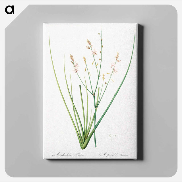 アートパネル-Asphodelus fistulosus illustration - ピエール ジョゼフ ルドゥーテ Canvas.