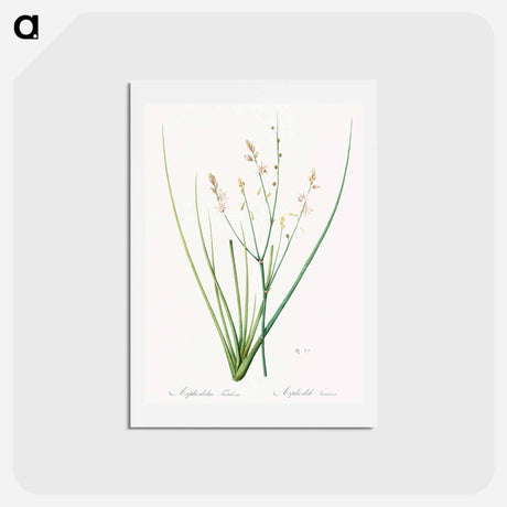 アートポストカード-Asphodelus fistulosus illustration - ピエール ジョゼフ ルドゥーテ Postcard.