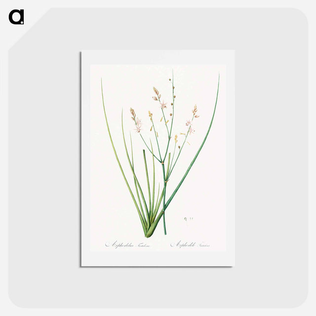 アートポストカード-Asphodelus fistulosus illustration - ピエール ジョゼフ ルドゥーテ Postcard.
