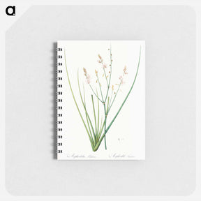 アートメモ帳-Asphodelus fistulosus illustration - ピエール ジョゼフ ルドゥーテ Memo.