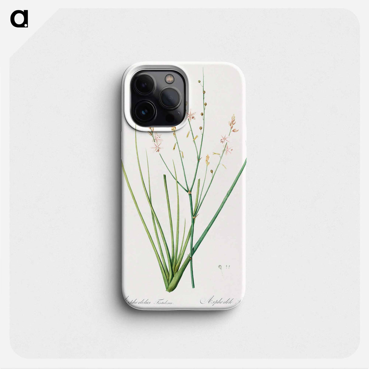 Asphodelus fistulosus illustration - ピエール ジョゼフ ルドゥーテ Phone Case.