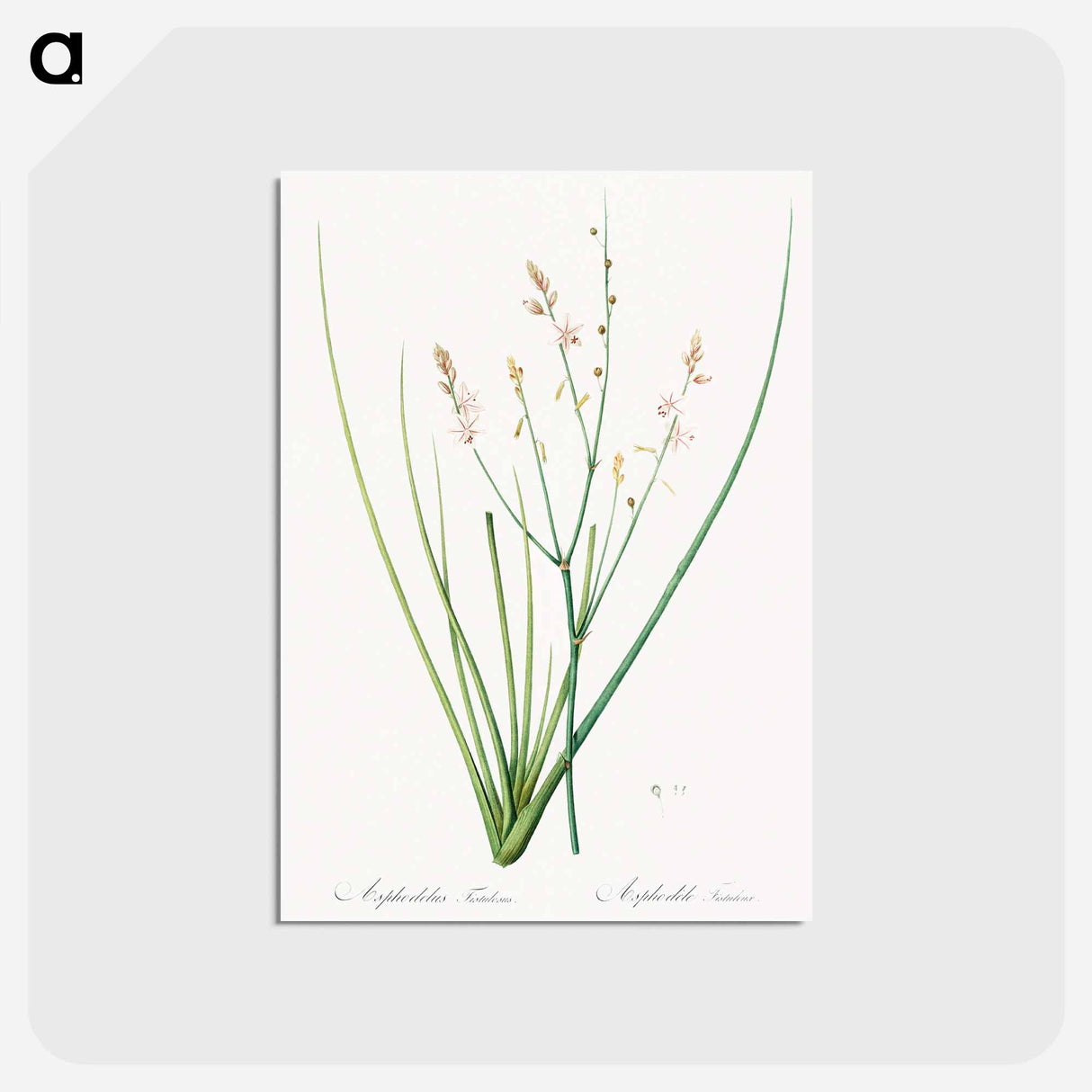 アートポストカード-Asphodelus fistulosus illustration - ピエール ジョゼフ ルドゥーテ Postcard.