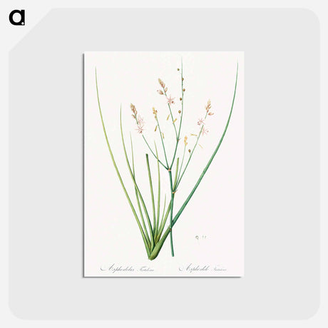 アートポストカード-Asphodelus fistulosus illustration - ピエール ジョゼフ ルドゥーテ Postcard.