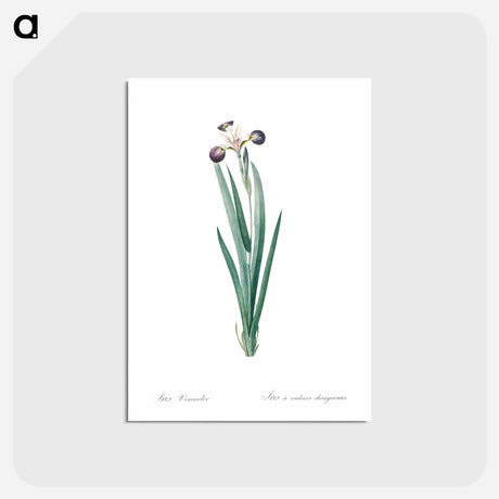 アートポストカード-Harlequin blueflag illustration - ピエール ジョゼフ ルドゥーテ Postcard.