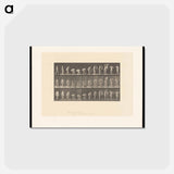 アートポストカード-Draped Figure
 - エドワード マイブリッジ Postcard.