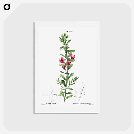 アートポストカード-Cocky's tongues - ピエール ジョゼフ ルドゥーテ Postcard.